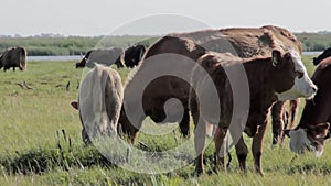 Wild cows grazing and eating grass in the meadow by the Engure lake