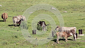 Wild cows grazing and eating grass in the meadow by the Engure lake