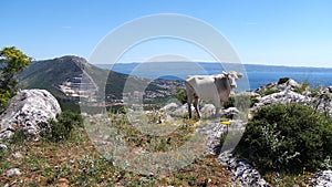 Wild cows in mountains