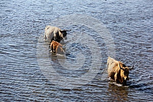 Wild cows swiming in Engure lake, Latvia