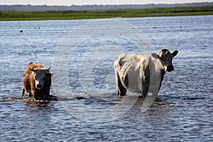 Wild cows swiming in Engure lake, Latvia