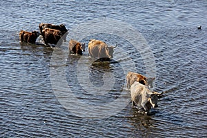 Wild cows swiming in Engure lake, Latvia