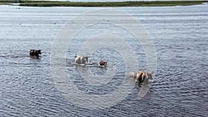 Wild cows swiming in Engure lake, Latvia