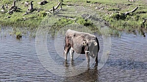 Wild cows swiming in Engure lake, Latvia