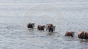 Wild cows swiming in Engure lake, Latvia