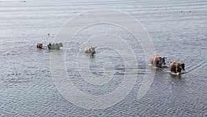 Wild cows swiming in Engure lake, Latvia