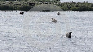 Wild cows swiming in Engure lake, Latvia