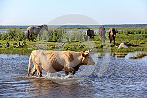 Wild cows swiming in Engure lake and wild horses eating in meadow, Latvia