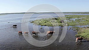 Wild cows swiming in Engure lake and wild horses eating in meadow, Latvia