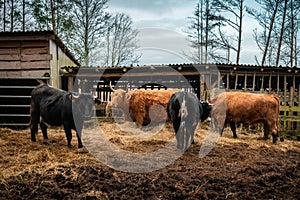 Wild cows in their pastureland near Engure lake in Latvia