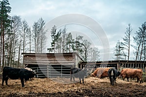 Wild cows in their pastureland in the woods near Engure lake in Latvia