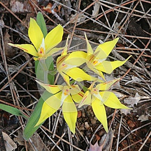 Wild Cowslip orchid grows in Dryandra Woodland, endemic to the south-west of Western Australia