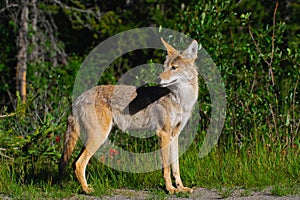 Wild Coyote