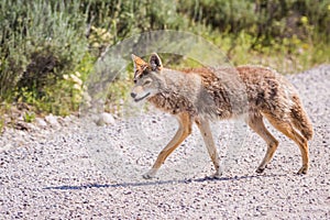 Wild coyote