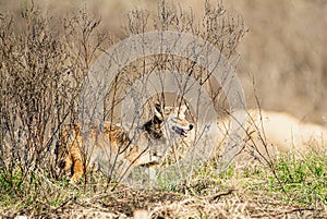 Wild coyote - Canis latrans hunting for small prey in a north Florida grassy meadow