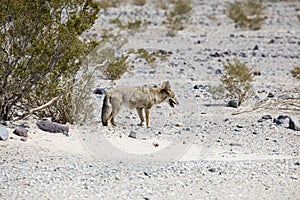 Wild coyote in death valley