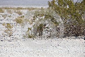 Wild coyote in Death Valley