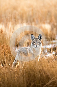 Wild coyote hunting in a grassy field in the winter