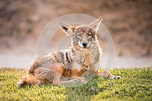 Wild coyote lays in a grassy field, looking at the camera with a calm expression