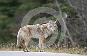 Wild Coyote Prairies