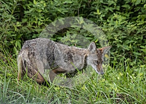 Wild Coyote walks through the tall grass at Cades Cove.