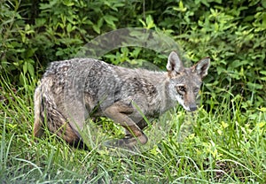 Wild Coyote walks through the tall grass at Cades Cove.