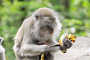 Wild crab eating macaque also known as long tailed macaque