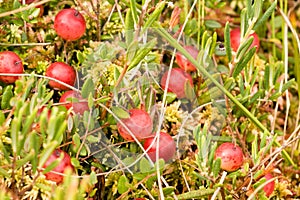 Wild cramberries growing in bog