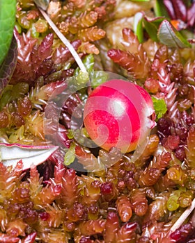 Wild cramberry Oxycoccus, riping in moss macro, selective focus, shallow DOF