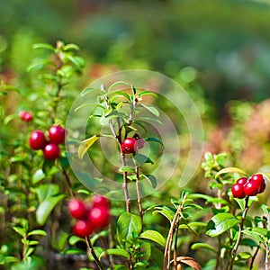 Wild cranberries. Vaccinium vitis-idaea