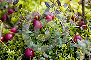 Wild cranberry photo