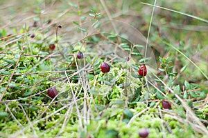 Wild Cranberry