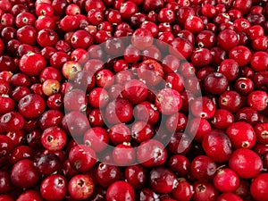 Wild cranberry berries close-up, selective focus, picking wild berries, benefits