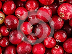 Wild cranberry berry, solid background