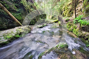 Wild creek with moss covered dead trees in Hybicka tiesnava gorge