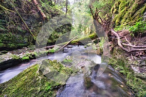 Wild creek with moss covered dead trees in Hybicka tiesnava gorge