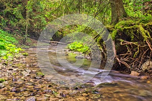 Wild creek and spruce tree with roots in Hybicka tiesnava gorge