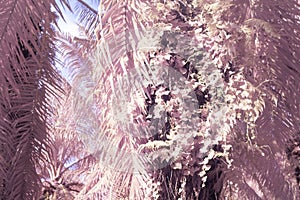 wild creeping and climbing vegetation at the plantation