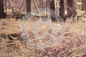 wild creeping and climbing vegetation at the plantation