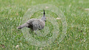 Wild Crested Pigeon Searching for Food