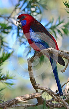 Wild crimson rosella parrot in Australia