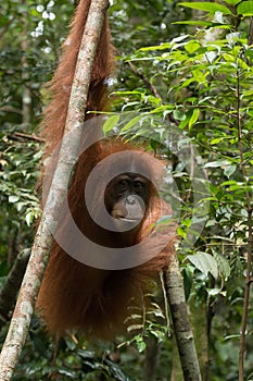 Wild and critically endangered Sumatran orangutan Pongo abelii in Gunung Leuser National Park in northern Sumatra, Indonesia.