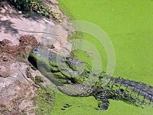 Wild croc