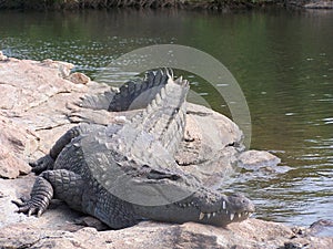 Wild croc