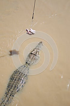 Wild Crocodile