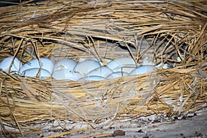 Wild crocodile eggs in the straw nest. Alligator spawned eggs in the straw nest.