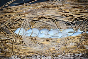 Wild crocodile eggs in the straw nest. Alligator spawned eggs in the straw nest.