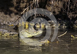 Wild crocodile holds its head above the water of tropical river