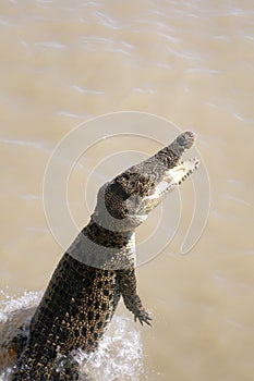 Wild Crocodile