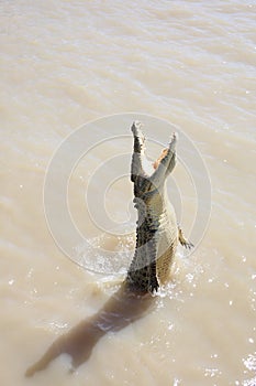 Wild Crocodile